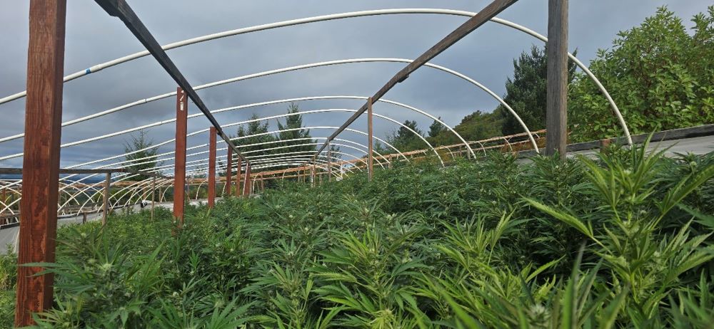 Unlicensed cultivation in Ukiah in September 2025